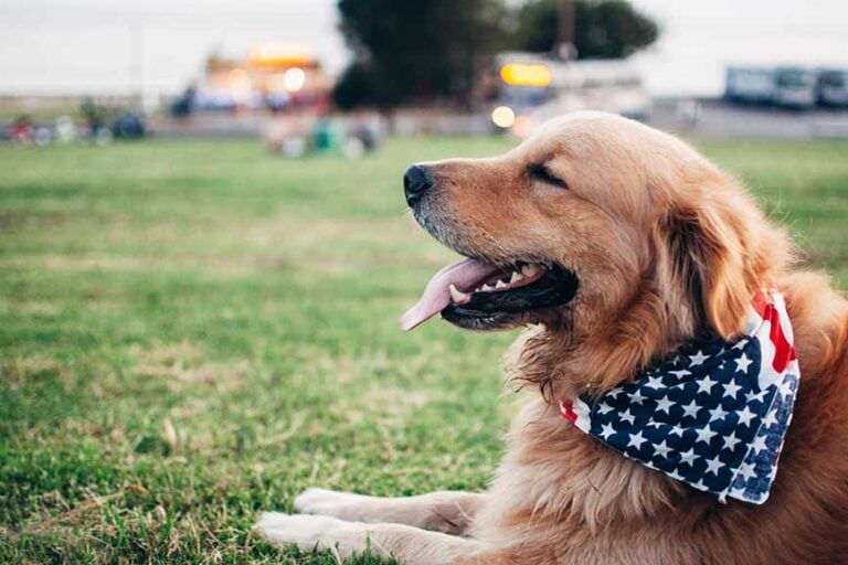dog july4