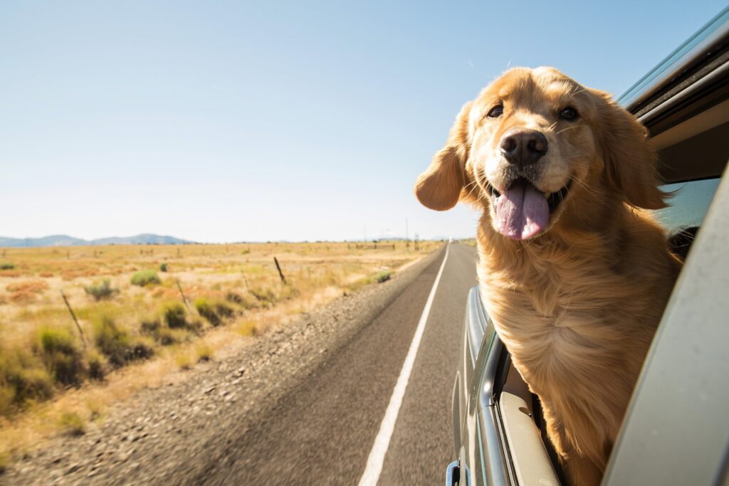 how to travel with a dog? how to travel with a pet? How to travel with a dog? tips and tricks for traveling with a pet? traveling with a dog? does cbd help dogs anxiety?