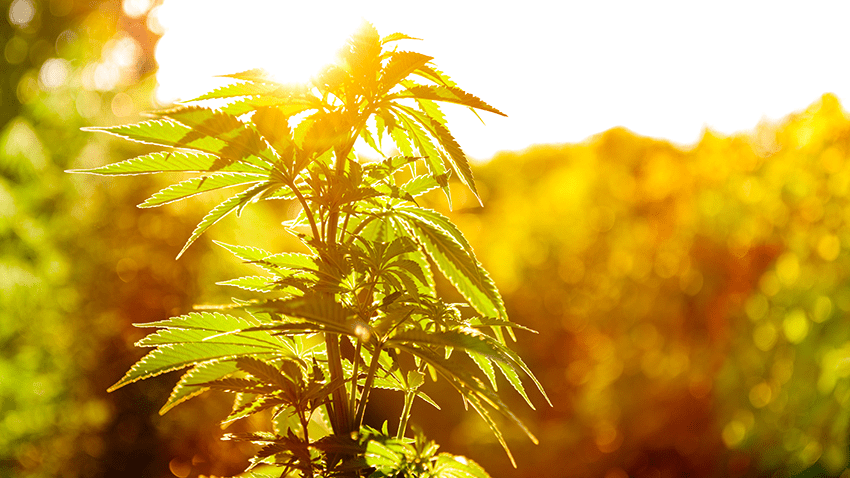 what is cbda | what is cbda good for? | best cbda oil | cbda | cbda vs cbd | cbda products | cbda for covid | cbda for health | cbda for immune supprot