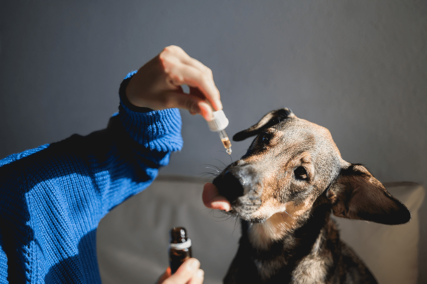 Pet-Friendly CBD Products: What Human CBD Products Can Your Furry Friend Enjoy? | Pet CBD