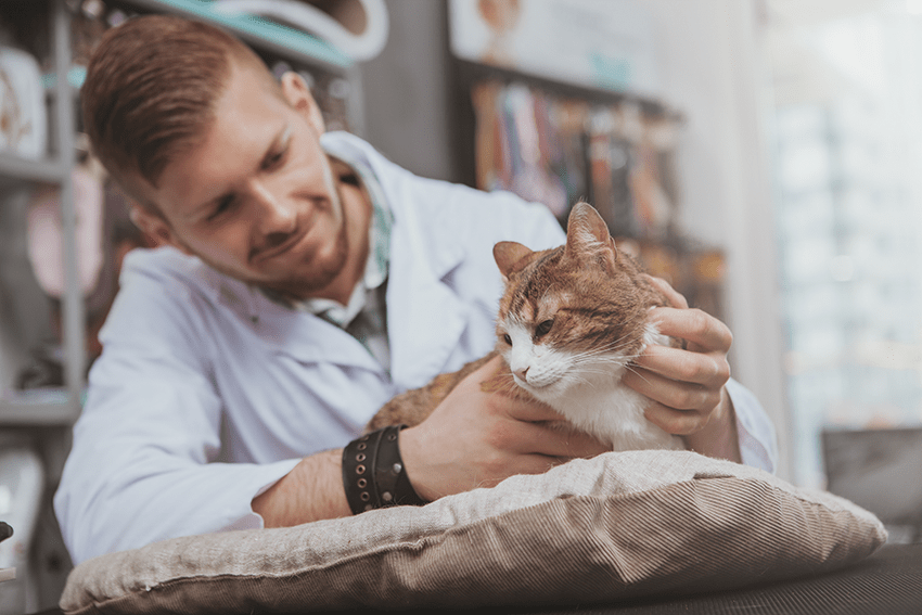Pet-Friendly CBD Products: What Human CBD Products Can Your Furry Friend Enjoy? | Pet CBD