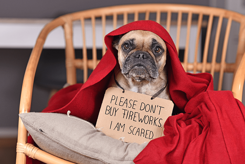 image of a dog with a sign about please don't buy fireworks I am scared for the blog about 5 Ways CBD Can Help Pets During July4th Celebrations | CBD for pets | CBD for pet anxiety | CBD for 4th of July | How to calm my anxious dog