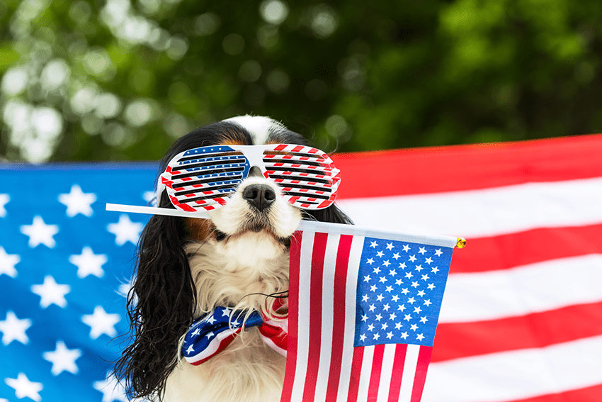 image of a dog with American flag in his mouth, American flag sunglasses, in front of an American flag for the blog about 5 Ways CBD Can Help Pets During July4th Celebrations | CBD for pets | CBD for pet anxiety | CBD for 4th of July | How to calm my anxious dog