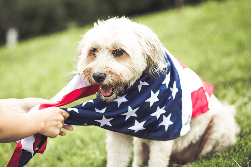 image of a dog with an American flag wrapped around his neck for the blog about 5 Ways CBD Can Help Pets During July4th Celebrations | CBD for pets | CBD for pet anxiety | CBD for 4th of July | How to calm my anxious dog