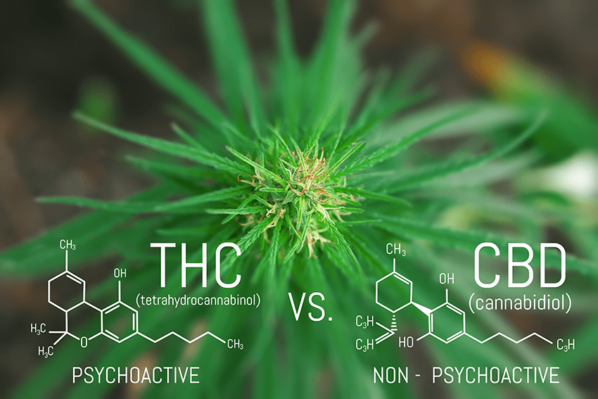 image of hemp plant with molecular structure of THC vs CBD over it for the blog about Can You Build A Tolerance To CBD? | CBD vs THC | CBD & THC chemistry structure