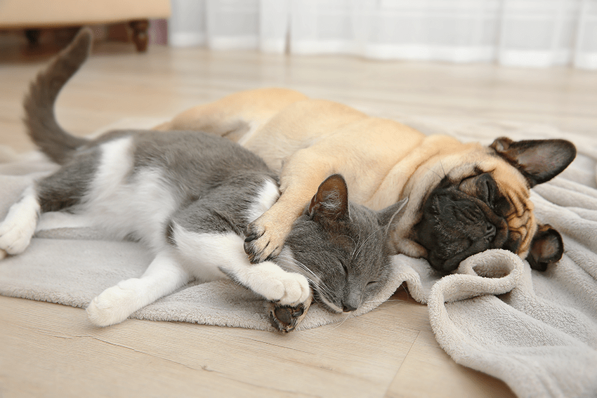 What Veterinarians Really Think About Pet CBD | CBD for pets | Vets & CBD