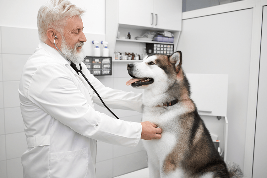 What Veterinarians Really Think About Pet CBD | CBD for pets | Vets & CBD