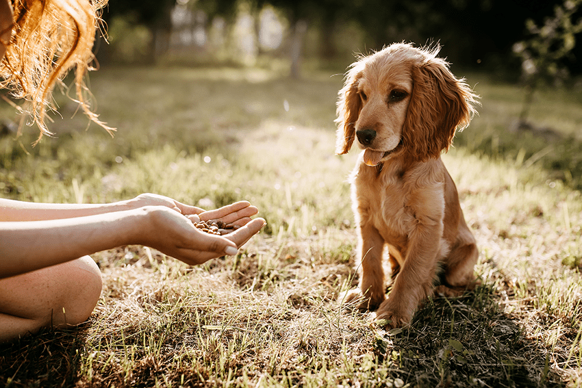 What Veterinarians Really Think About Pet CBD | CBD for pets | Vets & CBD