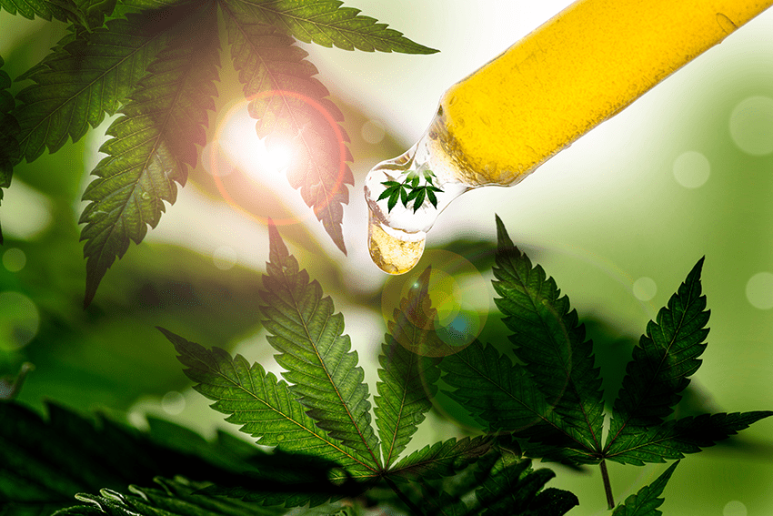 image of hemp leaves with a tincture oil dropper for the blog about 5 Misconceptions About CBD Oil Debunked