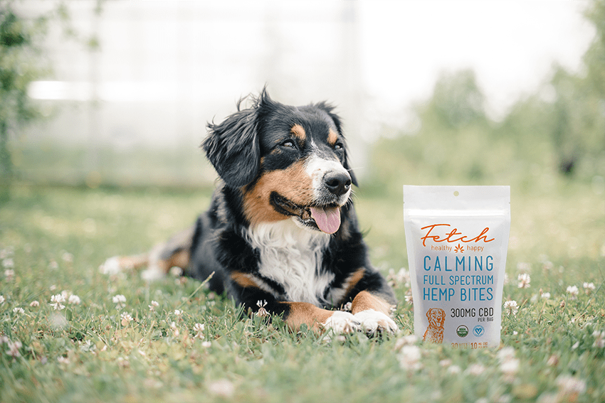 Choosing Your USDA Organic CBD Companion: A Whirlwind of Flavors, Strengths, and Tail-Wagging Delights 7 image of a dog sitting in the grass next to a bag of Fetch Hemp Bites for the blog about Choosing Your USDA Organic CBD Companion: A Whirlwind of Flavors, Strengths, and Tail-Wagging Delights | Organic CBD for Pets | Organic Pet Treats