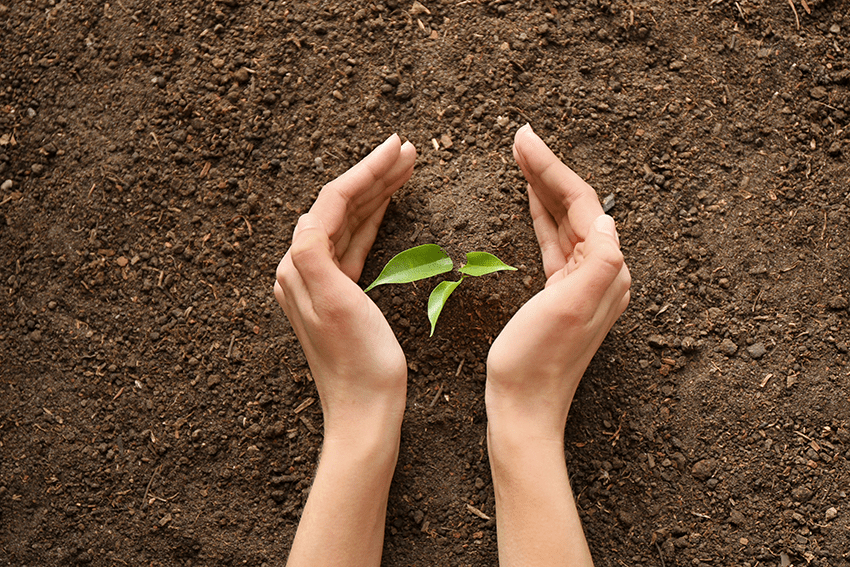 image of a person planting a hemp plant in the soil for the blog about Choosing Your USDA Organic CBD Companion: A Whirlwind of Flavors, Strengths, and Tail-Wagging Delights | Organic CBD Oil | CBD Oil Organic