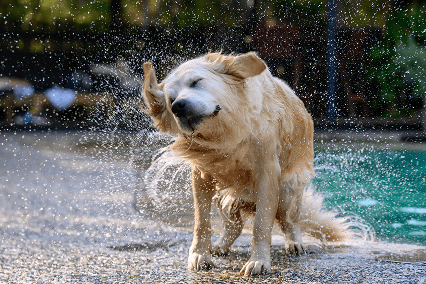 image of a dog shaking off water from fur for the blog about CBD for Dogs: Elevating Their Summer Adventures in 4 Beneficial Ways