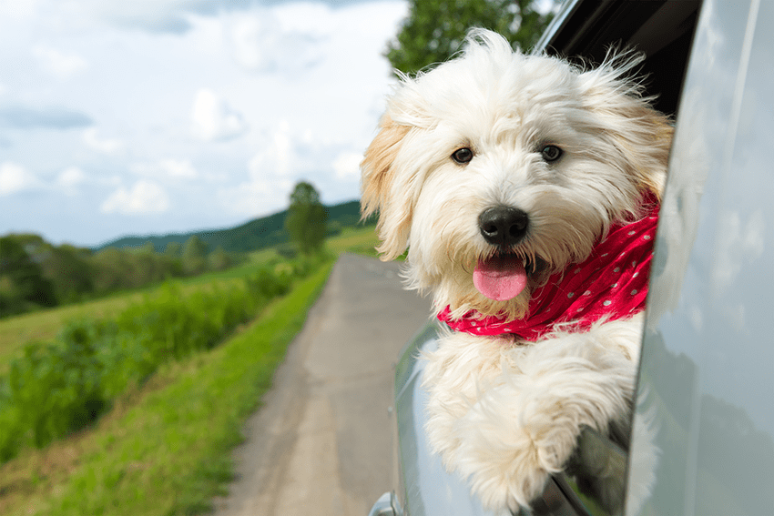 image of a dog sticking their head out of the car window for the blog about CBD for Dogs: Elevating Their Summer Adventures in 4 Beneficial Ways
