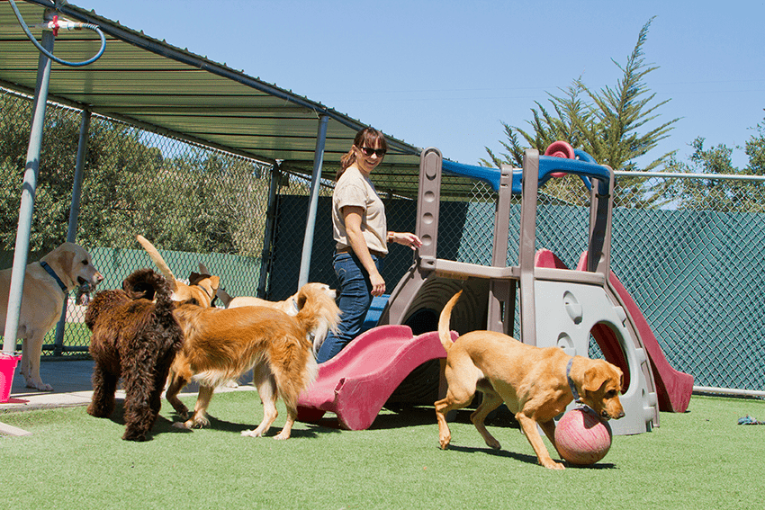 image of dogs playing at a doggie day care for the blog about Dog CBD for Safe and Healthy Dog Park Experiences | CBD for Dogs | Dog Parks | Pet CBD