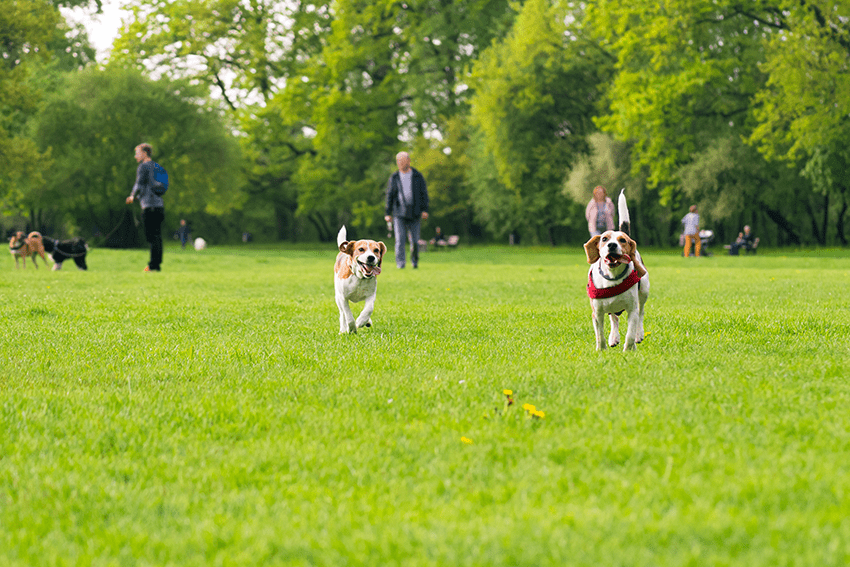 image of dogs running at a dog park for the blog about Dog CBD for Safe and Healthy Dog Park Experiences | CBD for Dogs | Dog Parks | Pet CBD
