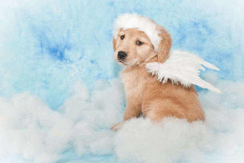 age of puppy dressed up as an angel for halloween for blog about October Horoscope | Pet CBD Edition | Pet Halloween Costumes