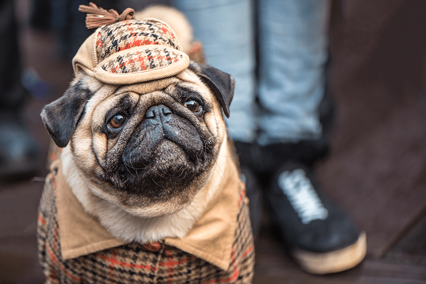 image of a pug dressed up as a detective for halloween for blog about October Horoscope | Pet CBD Edition | Pet Halloween Costumes
