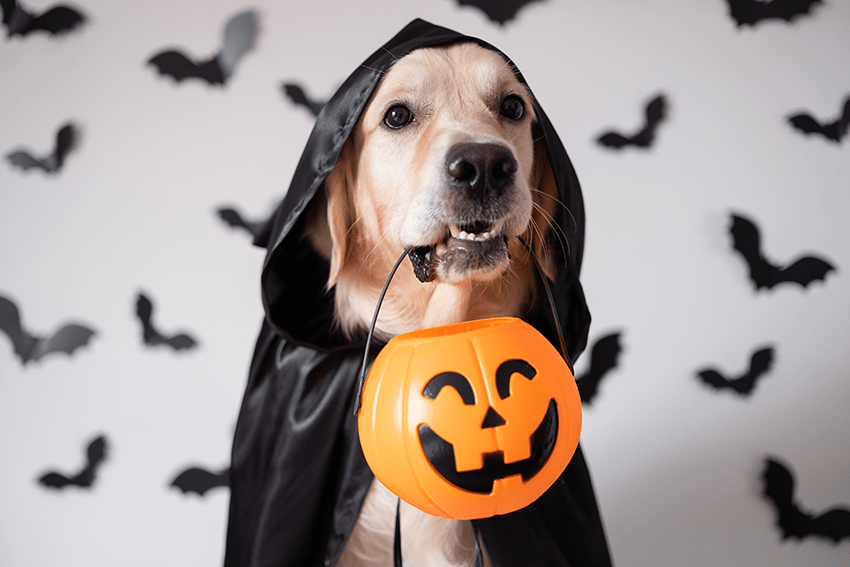 image of a dog dressed up for halloween with an orange pumpkin halloween basket for blog about October Horoscope | Pet CBD Edition | Pet Halloween Costumes |