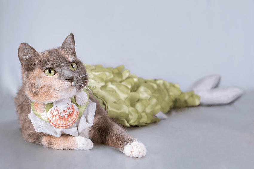 image of a cat in a mermaid costume for blog about October Horoscope | Pet CBD Edition | Pet Halloween Costumes