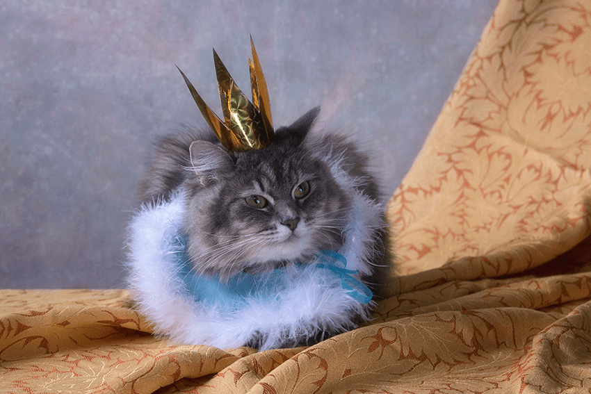 image of cat in a princess costume for blog about October Horoscope | Pet CBD Edition | Pet Halloween Costumes