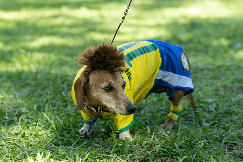 image of a dog dressed up as a soccer player for halloween for blog about October Horoscope | Pet CBD Edition | Pet Halloween Costumes