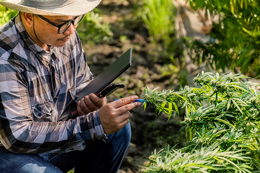 image of a man quality checking hemp plants while taking notes for the blog What Is Kosher: A Guide to the Kosher Certification and Why It Matters in Hemp