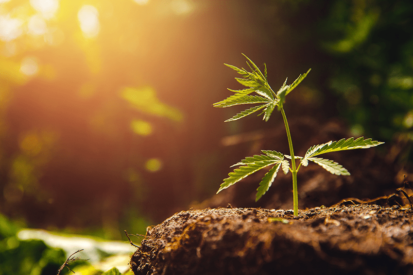 image of a small hemp plant growing in soil with the sun in the background for blog about Cannabinoid Guide for Wellness: Discover CBD to Delta 8