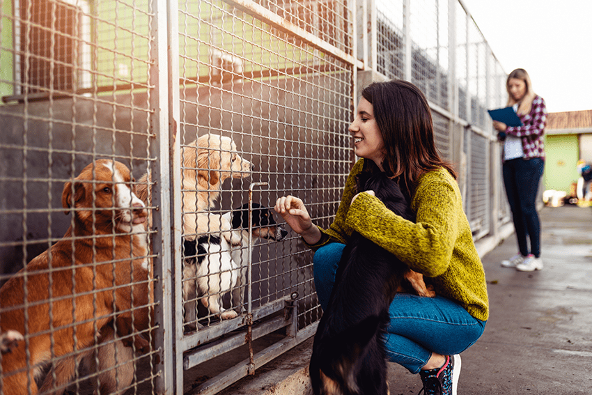image of dogs at a rescue for blog about 3 Tips & Tricks For Navigating Pet Parenthood | CBD for Pets | CBD for Dogs | CBD for Cats | Pet CBD