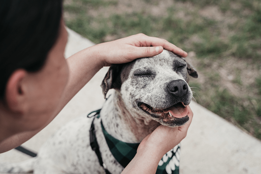 image of dog being given attention for blog about 3 Tips & Tricks For Navigating Pet Parenthood | CBD for Pets | CBD for Dogs | CBD for Cats | Pet CBD