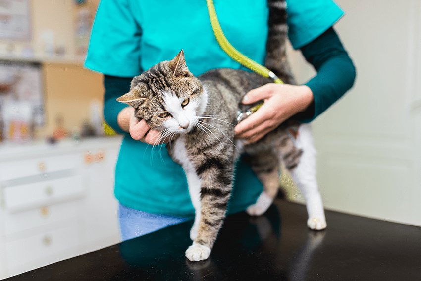 image of cat being checked out at the vet for blog about 3 Tips & Tricks For Navigating Pet Parenthood | CBD for Pets | CBD for Dogs | CBD for Cats | Pet CBD