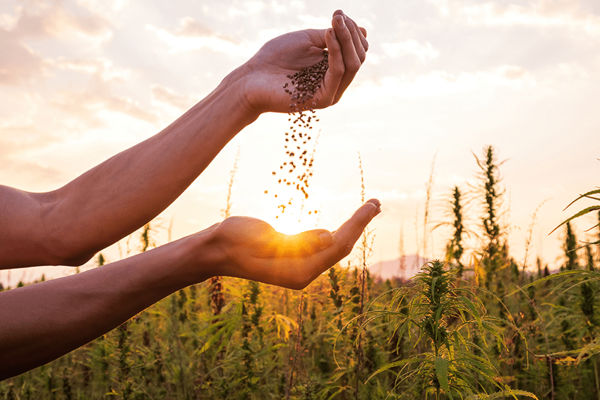 image of hemp seeds in a hemp field for blog about Harnessing Hemp for Healthy Weight Loss | cbd for weight loss | how to loose weight