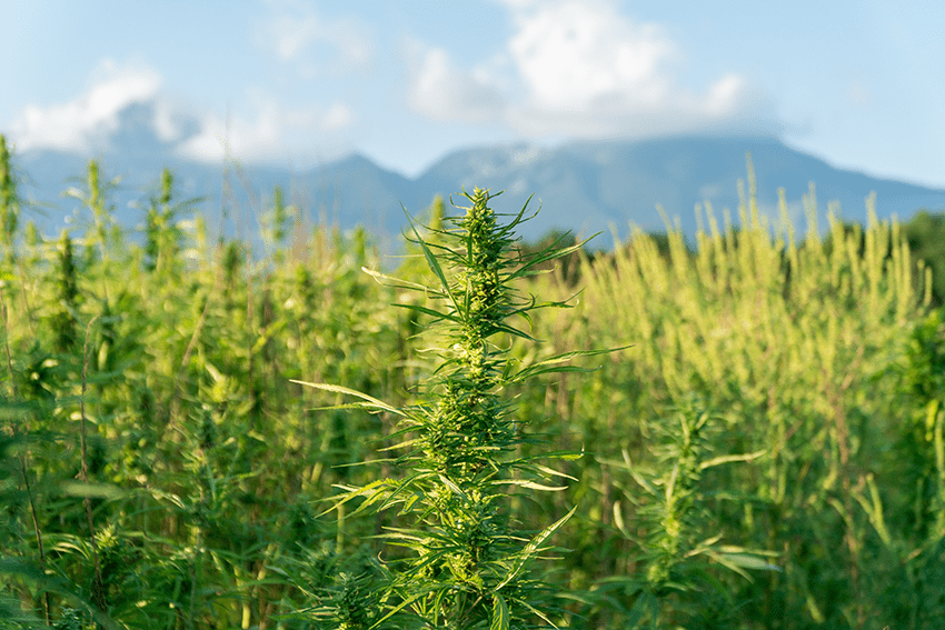 A photo of a hemp field with the mountains behind it | Delta 8 vs Delta 9 THC: Differences, Legality, and Benefits