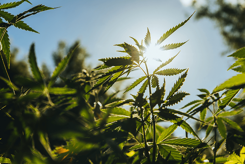 An image of hemp leaves growing in nature with light streaming through. Hero image for Blog: Hemp Uses: 6+ Ways Hemp Contributes to Sustainable Living