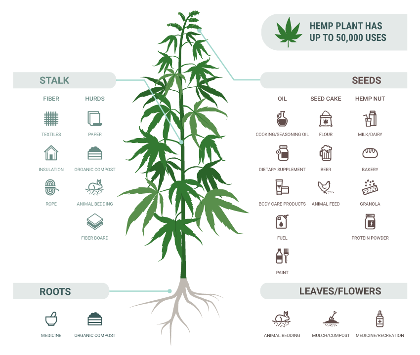 Hemp Uses: 6+ Ways Hemp Contributes to Sustainable Living 7 A chart of many potential uses of hemp and how each part of the hemp plant can be used for different things. Hemp Uses: 6+ Ways Hemp Contributes to Sustainable Living