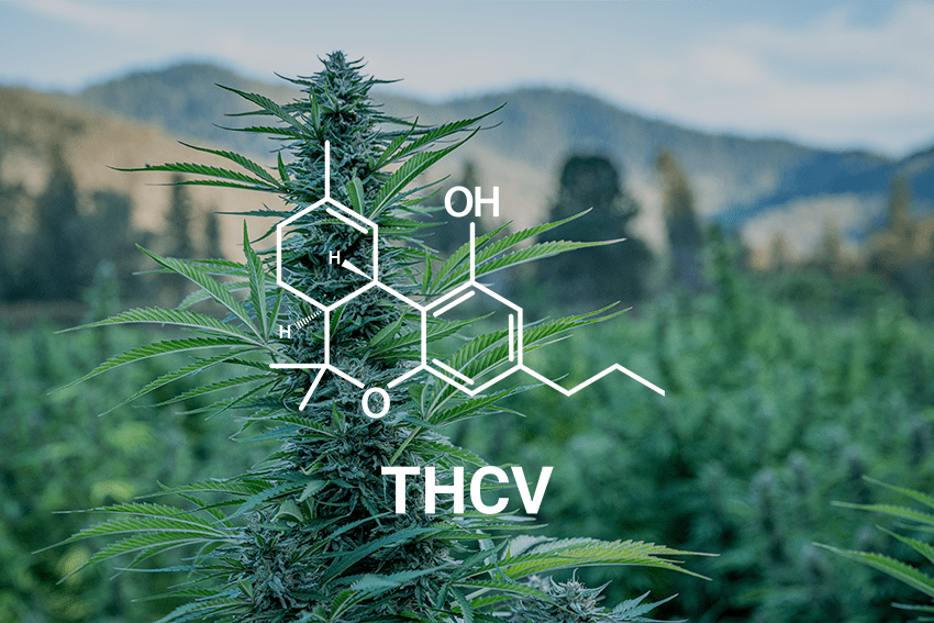 An image of a hemp field with the molecular structure of THCV and text on top