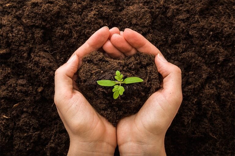 image for the blog "The Importance of Certified Organic Products"