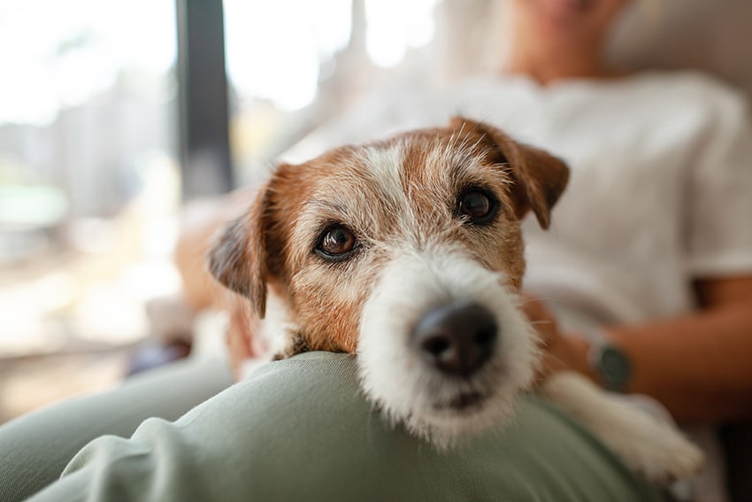 a dog aging gracefully