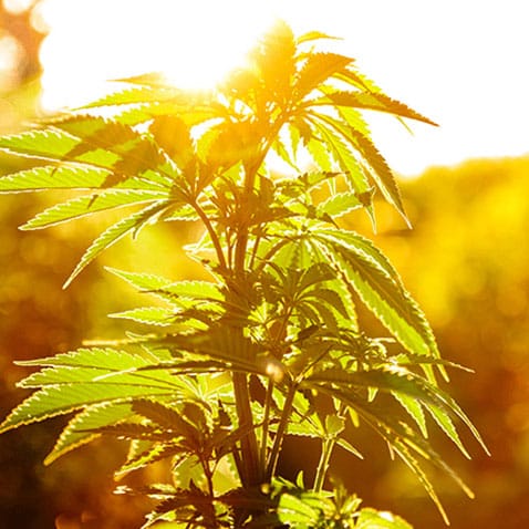 image of a hemp plant in front of sun