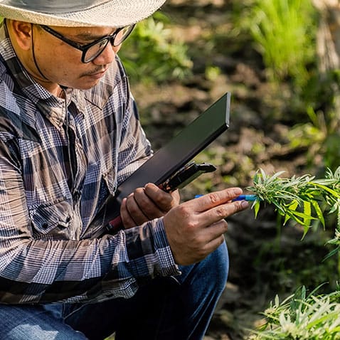 image of a farmer performing a quality check over hemp plant in a hemp field and making notes