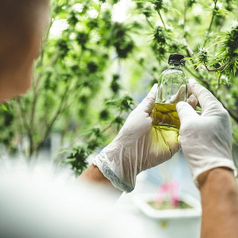 image of a scientist wearing PPE looking over CBD oil tincture in front of a hemp plant
