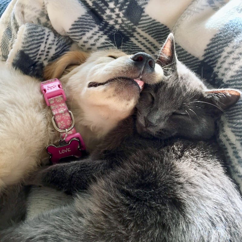 Best of friends between a Golden Retriever puppy dog and a Russian Blue kitten cat together sleeping, playing, hugging, staring with trust and love.