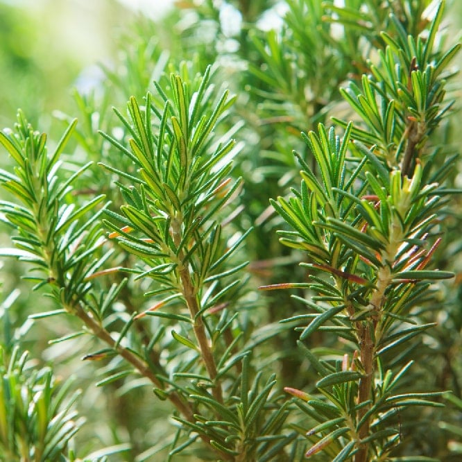an image of rosemary for an ingredients list
