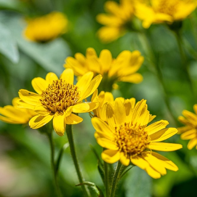 an image of organic arnica in Muscle Cream
