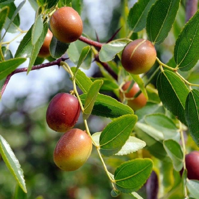 an image of organic jojoba in Muscle Cream
