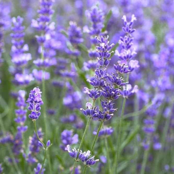 an image of organic lavender in Muscle Cream
