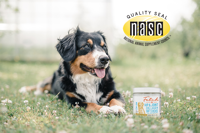 Dog looking happy enjoying our Fetch Peanut Butter soft chews with the NASC Quality Badge