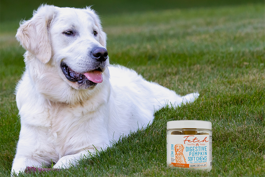 image of a white dog next to a our CBD soft chews for the blog about Fetch CBD for Pets 101: A Guide to Unleashing Optimal Pet Health | Image of dog sitting in grass with a bag of cbd dog treats next to him. Pet cbd | dog cbd | cat cbd | organic pet cbd | pet cbd for anxiety | pet cbd for fireworks