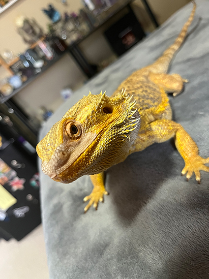 BriansBeardedDragon