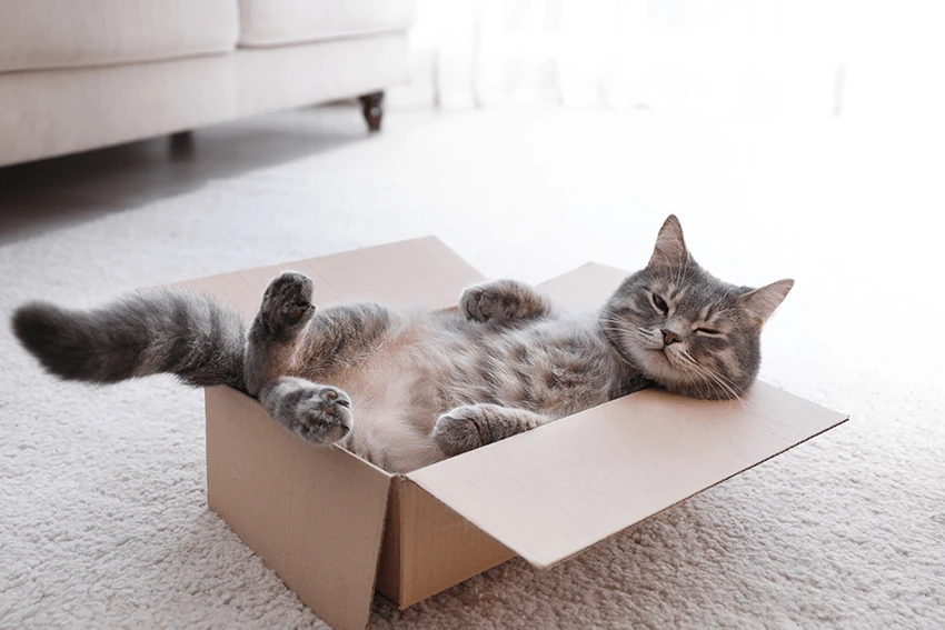 Is CBD for cats safe? Things to know before giving your feline friend CBD | Image of cat laying in a box