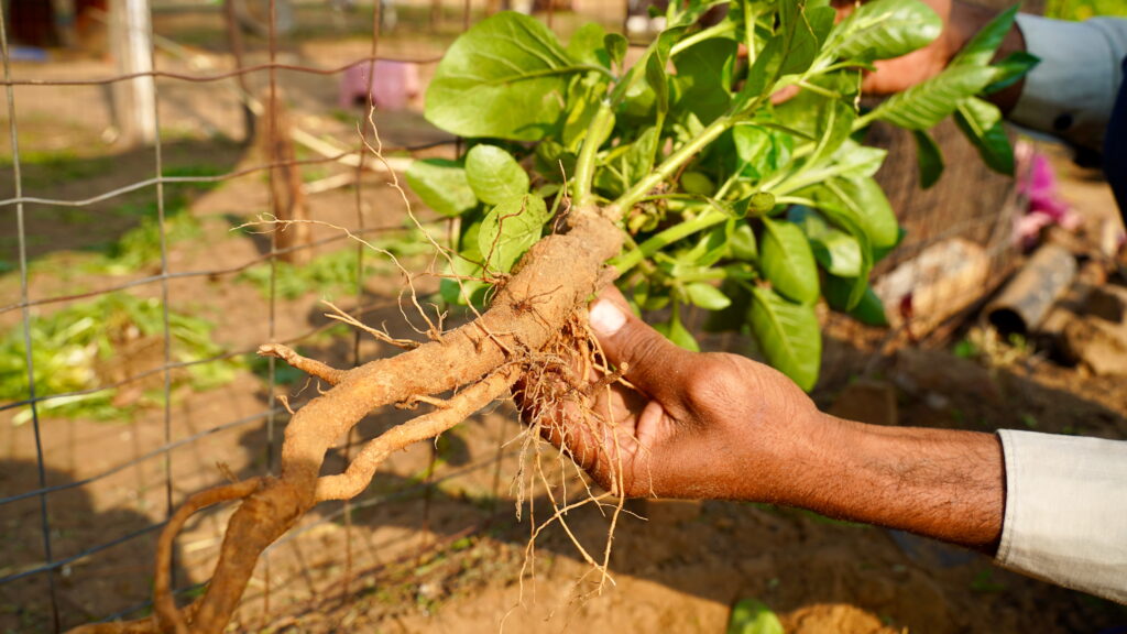 Hand holding a freshly pulled ashwagandha plant, its thick tan root hanging below a crown of green leaves